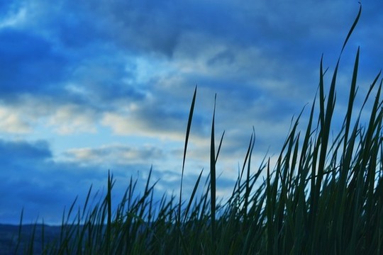 田園田野
