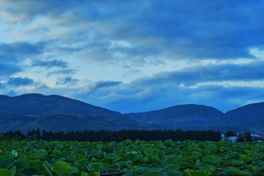 田園田野