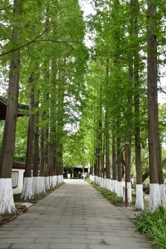 行道樹