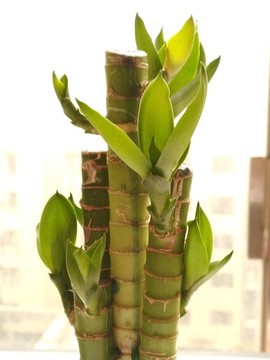 富貴竹