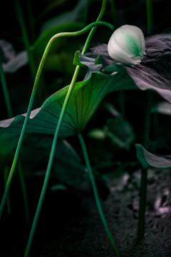 荷花