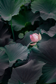 荷花