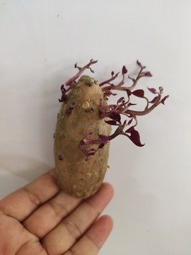 手托發(fā)芽紅薯