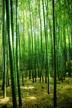 綠竹林