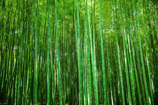 綠竹林