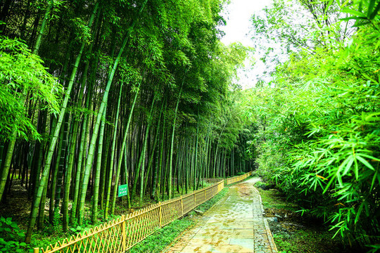 綠竹林
