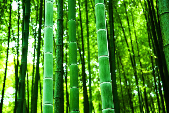 綠竹林