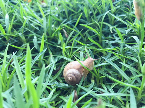 蝸牛