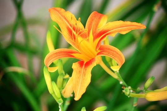 黃花