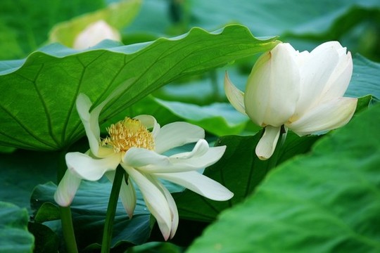 荷花
