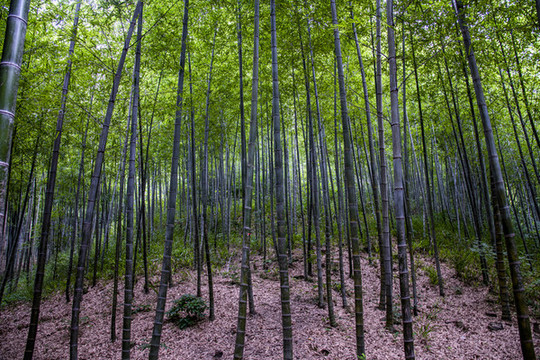 竹林