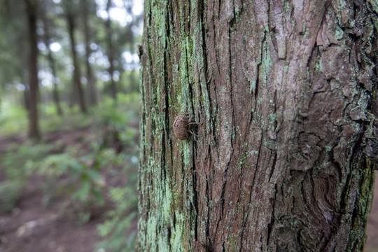 樹皮