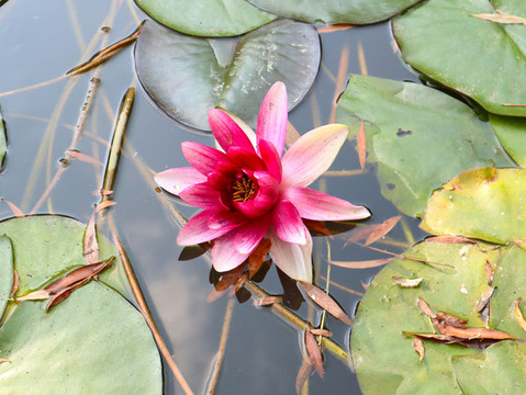 睡蓮花