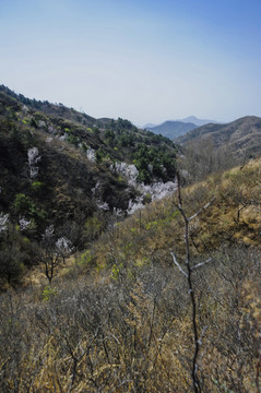 山花爛漫