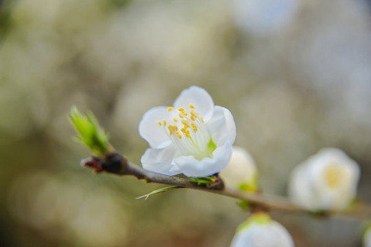 山桃花