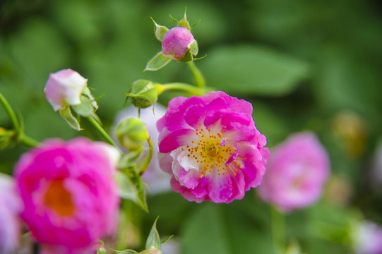 野薔薇