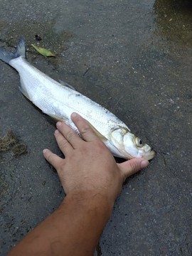 淡水魚(yú)