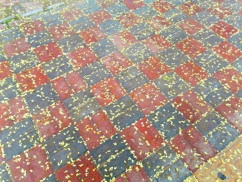花落滿地