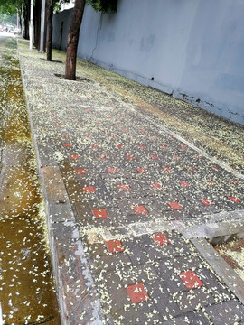鋪滿槐花的小路