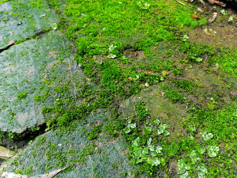 雨后苔蘚