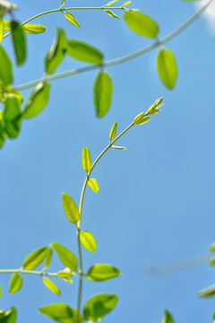 金銀花