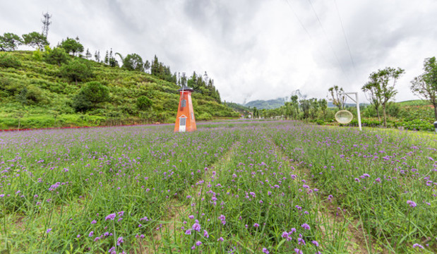 花海