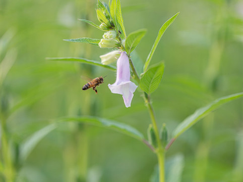 芝麻開花小蜜蜂
