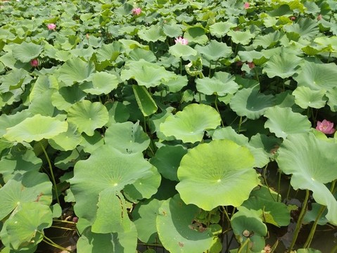 荷花