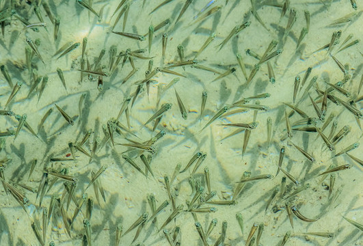 魚(yú)苗