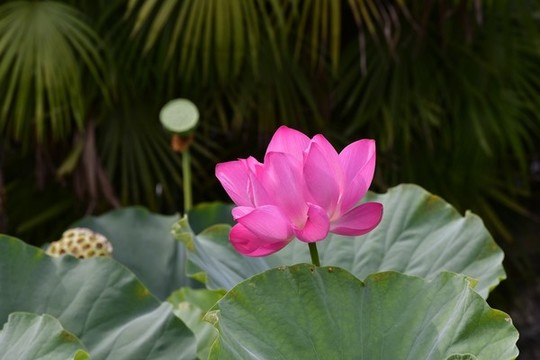 荷花