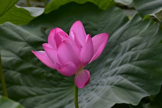 紅芙蓉