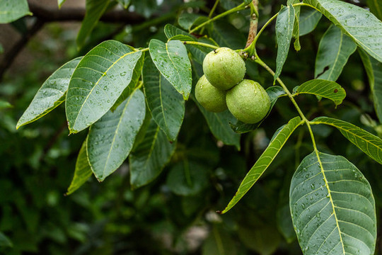 農(nóng)家核桃