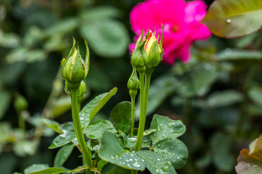 雨中的玫瑰花