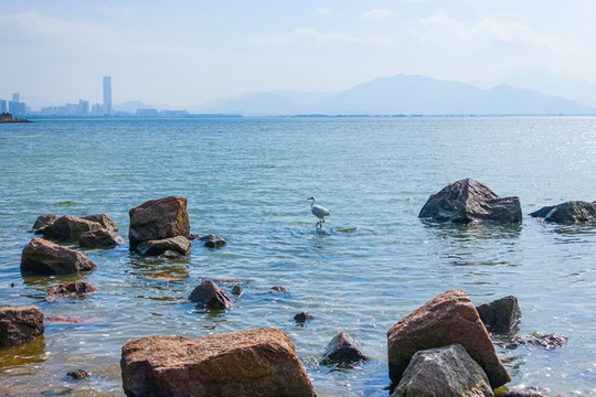 深圳灣