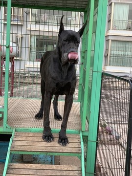 大丹犬