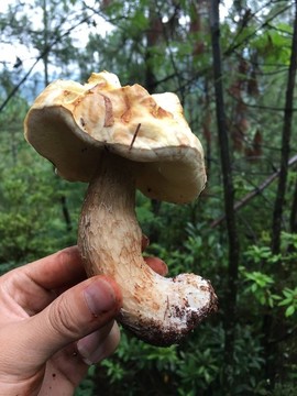 野生菌