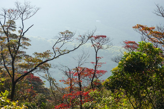 森林公園