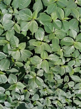 綠葉植物墻