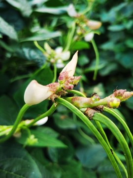 有機(jī)綠色長(zhǎng)豆角
