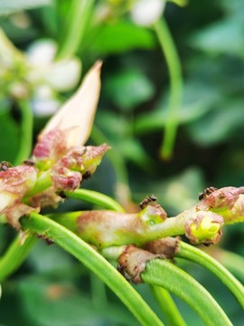 有機(jī)綠色長(zhǎng)豆角花