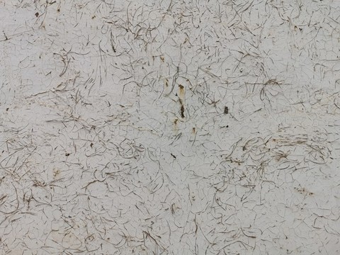 松毛松針?biāo)扇~白墻貼圖