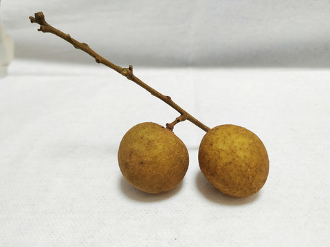 桂圓