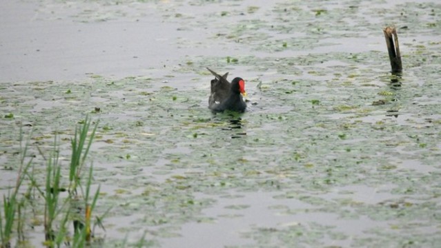 黑水雞