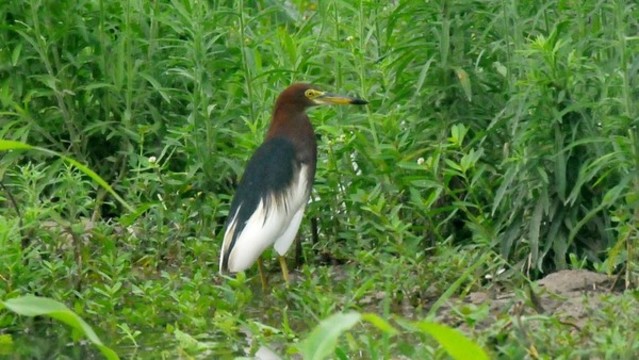 池鷺