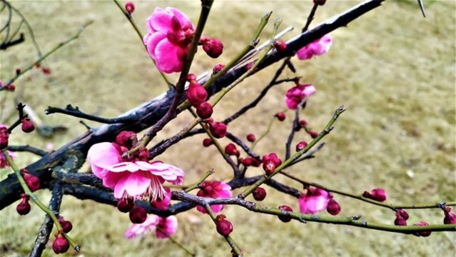 梅花
