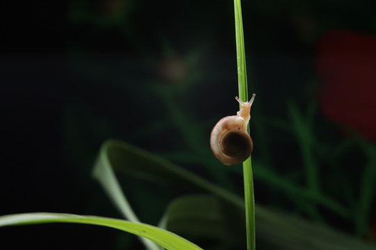 蝸牛