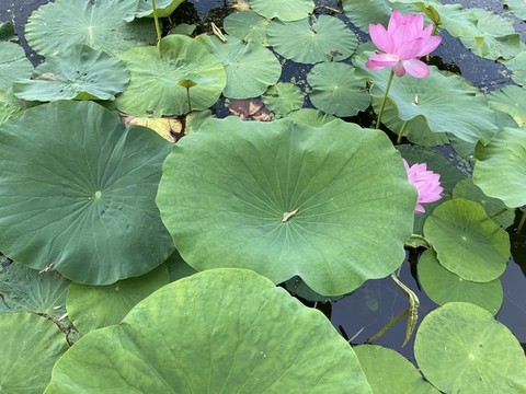 荷花