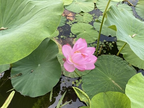 荷花