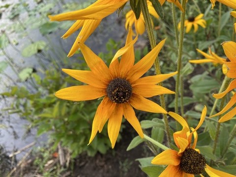 黑心金光菊