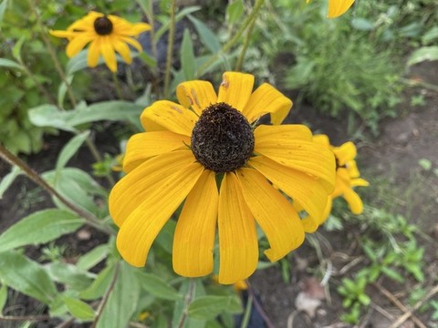 黑心金光菊